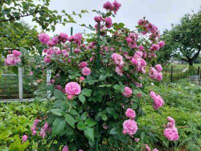 Чем опрыскать розы для умопомрачительного цветения: этим методом пользуются на плантациях - belnovosti.by