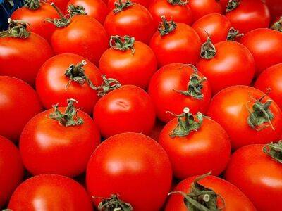 Подкормите помидоры этим раствором, чтобы были сочные, вкусные и не болели - belnovosti.by