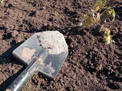Как правильно раскислить почву в огороде весной: 2 важных момента - belnovosti.by