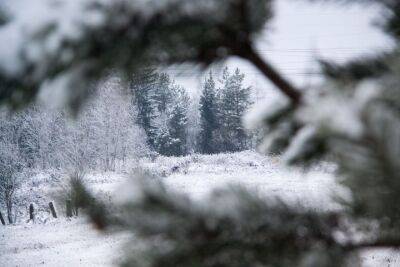 Как защитить сад зимой от сюрпризов погоды: советы на случай дождей и внезапных оттепелей - belnovosti.by