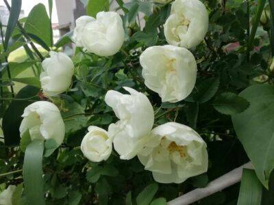 Что делать, если желтеет комнатная роза: условия содержания растения - belnovosti.by