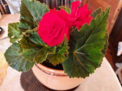 Поливайте комнатные цветы зимой не обычной водой, а настоянной на красной свекле - belnovosti.by
