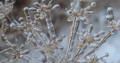 ФОТО. Ледяной дождь превратил полевые растения в сказочные цветы - rus.delfi.lv
