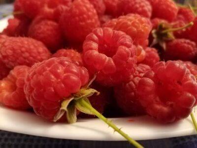 Как ухаживать за ремонтантной малиной, чтобы вырастить крупные ягоды: советы от обрезки до подкормки - belnovosti.by