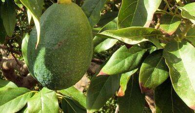 3 распространенные ошибки в выращивании авокадо, из-за которых сохнут и чернеют листья - belnovosti.by