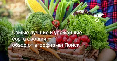 Самые лучшие и урожайные сорта овощей и зелени — обзор от агрофирмы «Поиск» - botanichka.ru