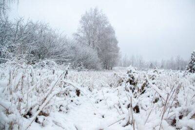 Как защитить свой участок, если выпало мало снега - belnovosti.by