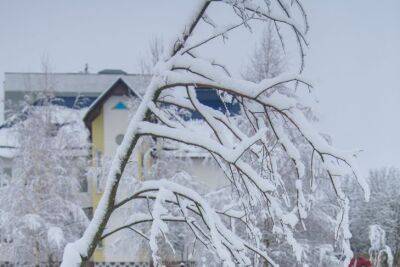 Нужно ли обрезать плодовые деревья зимой: за и против - belnovosti.by