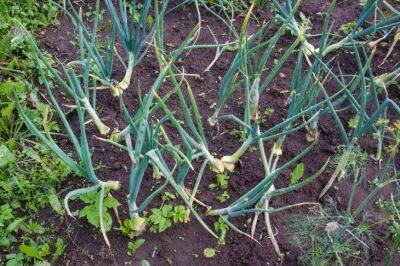 Как правильно выращивать лук на перо: высаживать в воду или в грунт - belnovosti.by