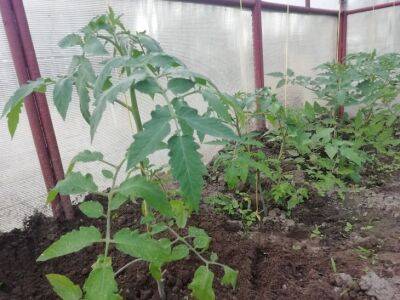 Как получить новый урожай помидоров из старого: фишка продвинутых огородников - belnovosti.by
