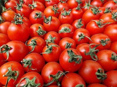 Почему томаты трескаются: 5 основных причин - belnovosti.by
