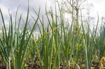 Как собрать богатый урожай зеленого лука на подоконнике: правила посадки и ухода - belnovosti.by