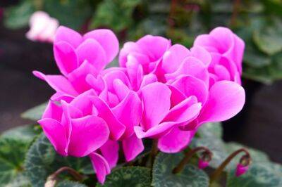 Какие комнатные цветы стоит завести, если вы хотите привлечь удачу, любовь и верность - belnovosti.by