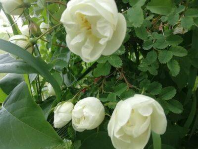 Раствор, которым нужно опрыскать кусты роз перед началом зимы, чтобы не замерзли - belnovosti.by