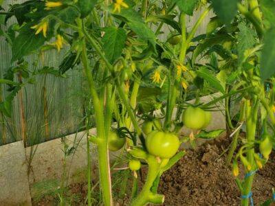 3 действенные средства, которые сделают рассаду помидоров крепкой и здоровой: советы на предстоящий сезон - belnovosti.by
