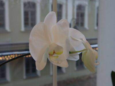 Как снова заставить цвети орхидею: волшебный эликсир из двух ингредиентов - belnovosti.by