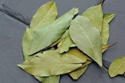 Чтобы растения были зелеными и красиво цвели, используйте лавровый лист - belnovosti.by