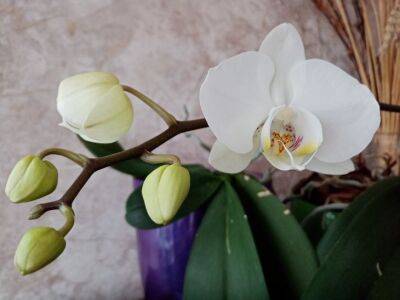 Если орхидея только из магазина: сделайте с цветком это сразу и не пожалеете - belnovosti.by