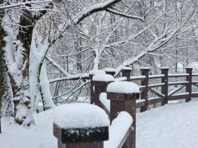 Чем опасен снег для садовых растений: многие дачники не догадываются об этом - belnovosti.by