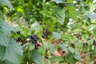 Что делать, если на кустах смородины нет ягод: чем вызвано отсутствие плодоношения - belnovosti.by