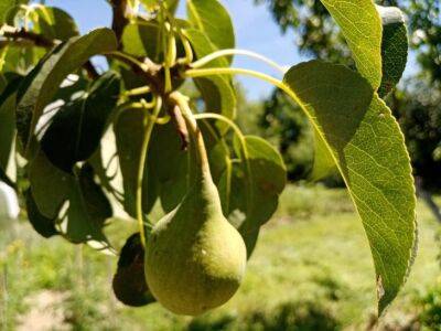 Как разбудить грушу: 5 способов ускорить плодоношение - belnovosti.by