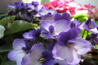 Что нужно сделать для пышного цветения фиалки: берите на заметку - belnovosti.by