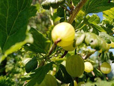 О ягодах можно мечтать: почему не плодоносит крыжовник на участке - belnovosti.by
