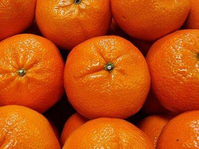 Свои мандарины к Новому году: как вырастить мандарин из косточки - belnovosti.by