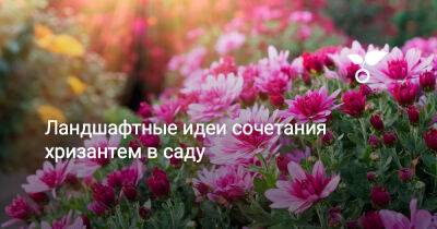 Ландшафтные идеи сочетания хризантем в саду - botanichka.ru