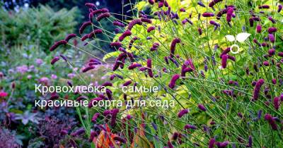 Кровохлебка — самые красивые сорта для сада - botanichka.ru - Sanguisorba