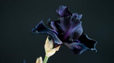 Черные цветы: однолетние и многолетние растения, цветущие необычными черными цветками - supersadovnik.ru