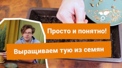 Вырастить тую из семян? Пара пустяков! - botanichka.ru