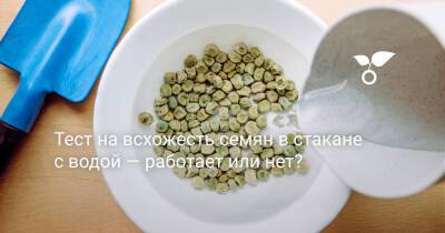 Тест на всхожесть семян в стакане с водой — работает или нет? - botanichka.ru