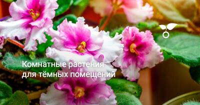 Комнатные растения для тёмных помещений - botanichka.ru