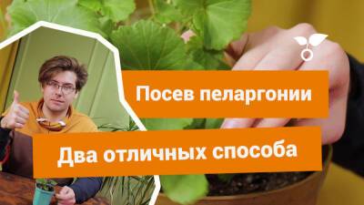 Как вырастить пеларгонию из семян? Два простых способа - botanichka.ru - Россия - Московская обл.