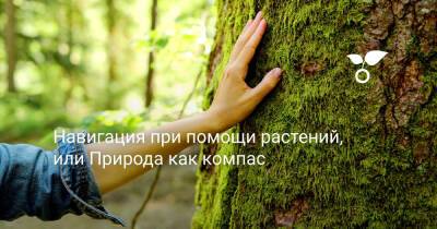Навигация при помощи растений, или Природа как компас - botanichka.ru