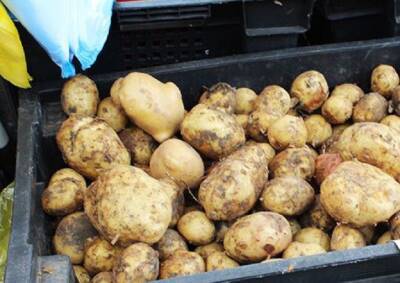 Светлана Протас - 5 секретов выращивания картофеля: узнать стоит тем, кто хочет в 6 раз больше урожая - belnovosti.by