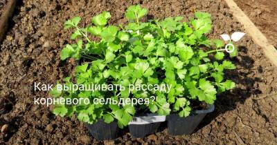 Как выращивать рассаду корневого сельдерея? - botanichka.ru