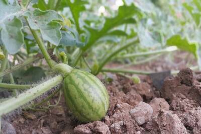 Как вырастить арбузы в своём огороде: секреты большого и сладкого урожая - belnovosti.by