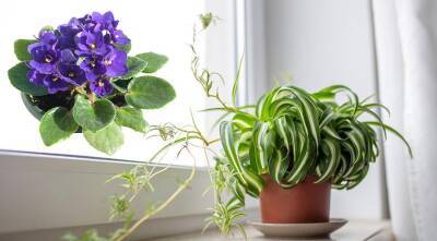 Какое растение идеально подходит для выращивания в городской квартире - supersadovnik.ru