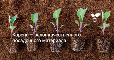 Корень — залог качественного посадочного материала - botanichka.ru