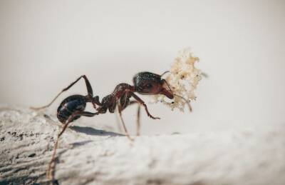 Светлана Протас - Как избавиться от муравьев и тли на даче без какой-либо химии: 3 копеечных способа - belnovosti.by