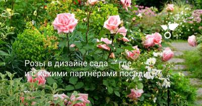 Розы в дизайне сада — где и с какими партнёрами посадить? - botanichka.ru