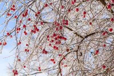 Антон Курчев - Как быстро проверить, нормально ли плодовое дерево пережило зиму: простой и мгновенный тест - belnovosti.by