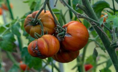 Светлана Протас - Каждый второй дачник остаётся без хорошего урожая помидоров из-за 5 ошибок при посеве семян на рассаду - belnovosti.by
