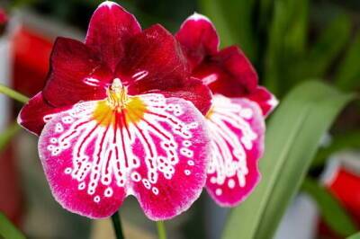 Мильтония – «орхидея анютины глазки» - greeninfo.ru - Бразилия