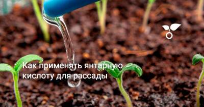 Как применять янтарную кислоту для рассады - botanichka.ru