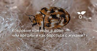 Ковровые кожееды в доме — чем вредны и как бороться с жуками? - botanichka.ru