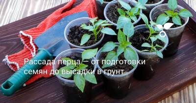 Рассада перца — от подготовки семян до высадки в грунт - botanichka.ru