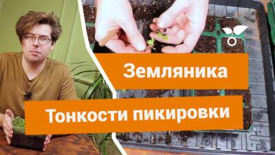 Пикировка земляники: тонкости и правила - botanichka.ru